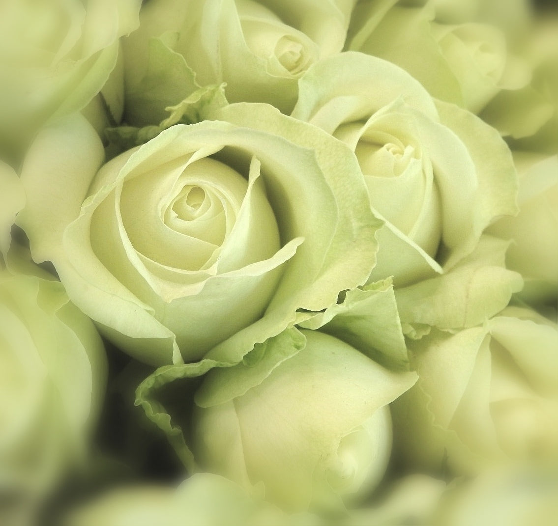 CLASSIC WHITE ROSE BUNCHES
