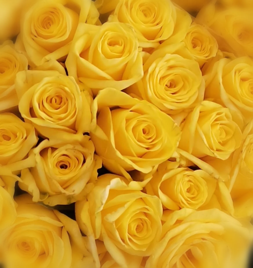 Classic Yellow Coloured Rose Bunch