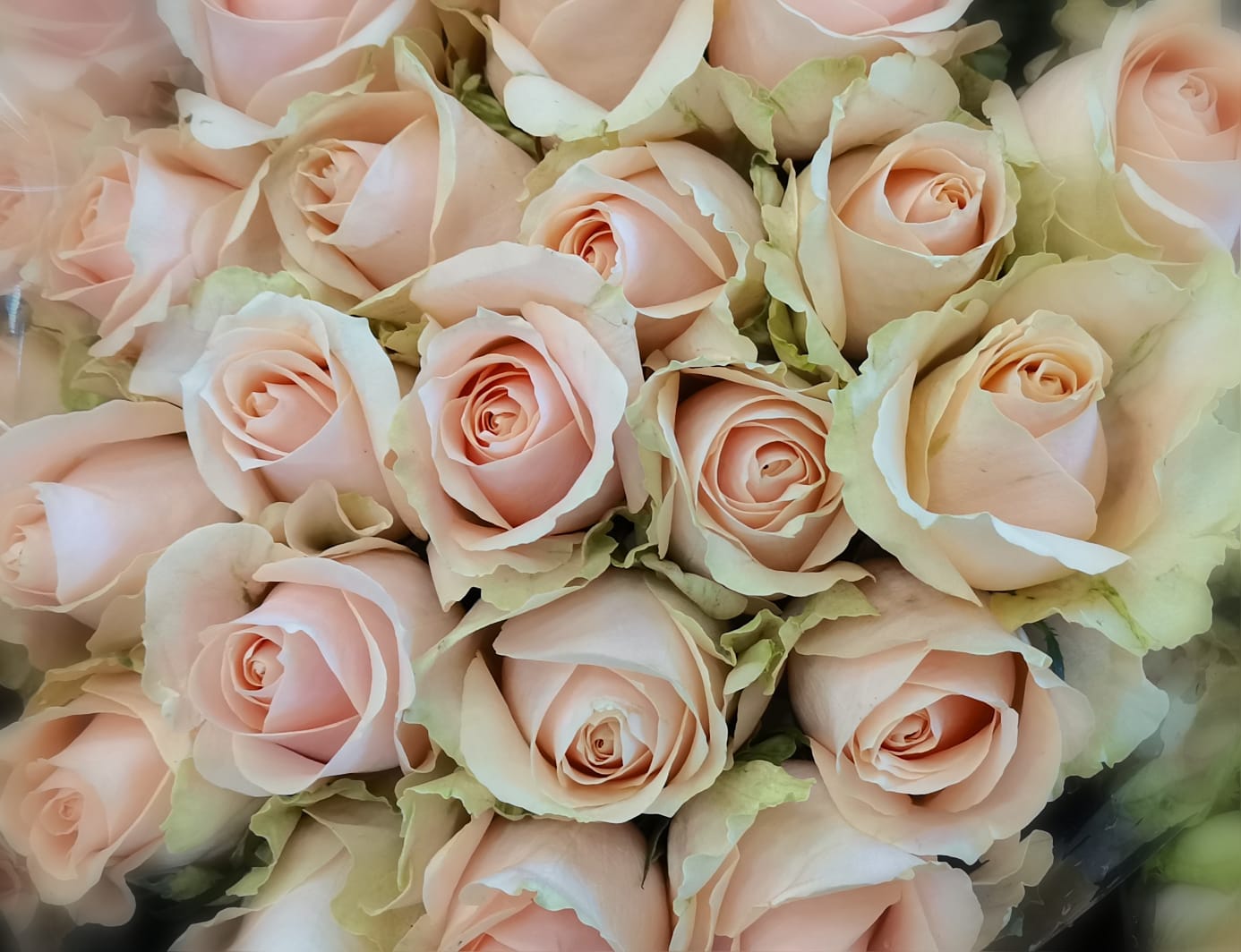 Classic Peach/Apricot/Coral Rose Bunch