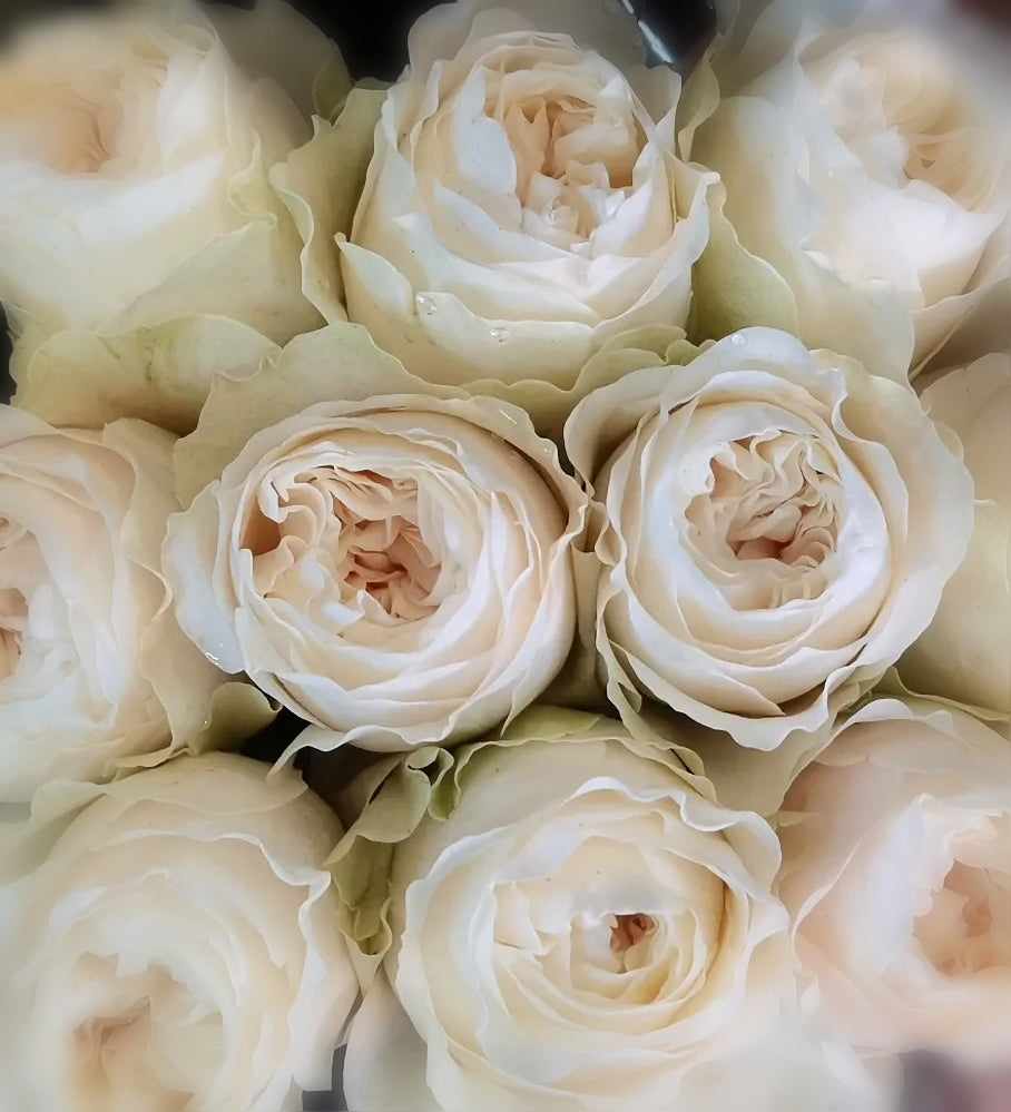 Classic Peony / Peony Rose Bunch - Subject to Availability