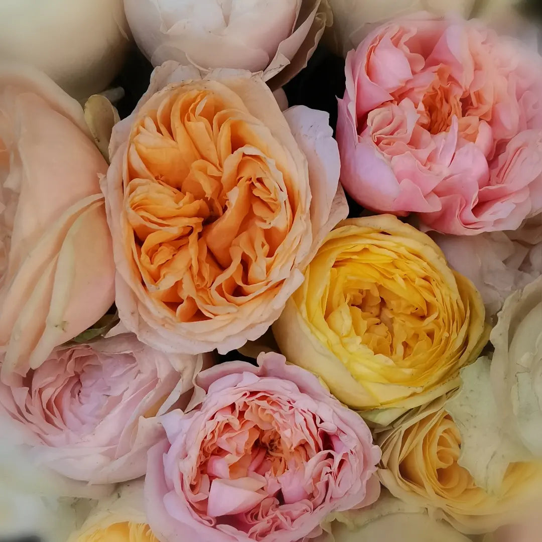 Peony rose store