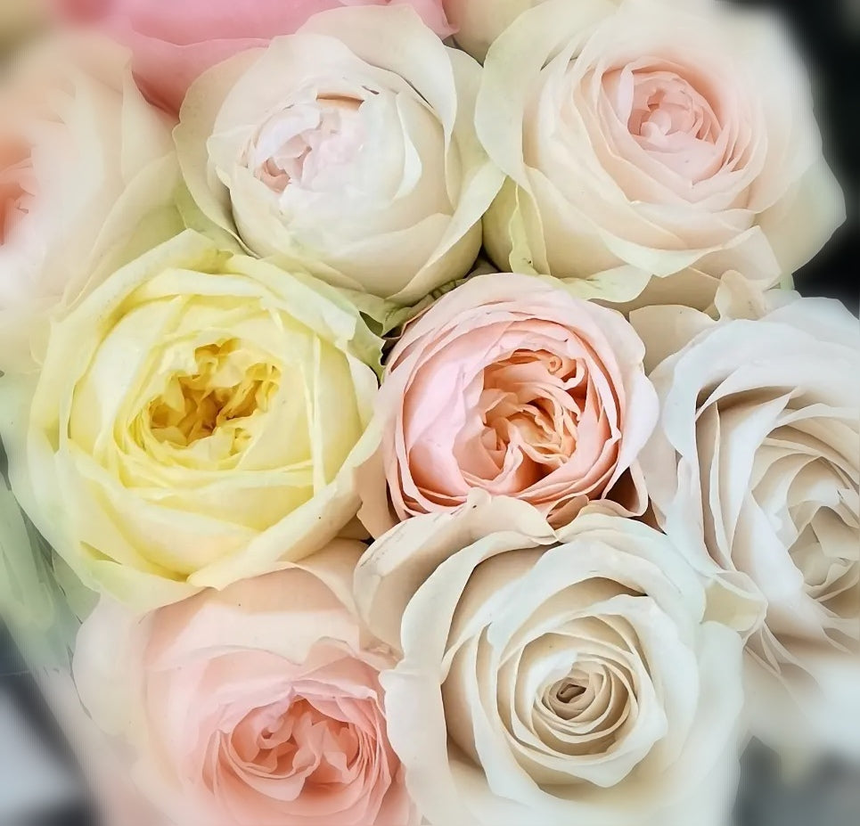 Classic Peony / Peony Rose Bunch - Subject to Availability