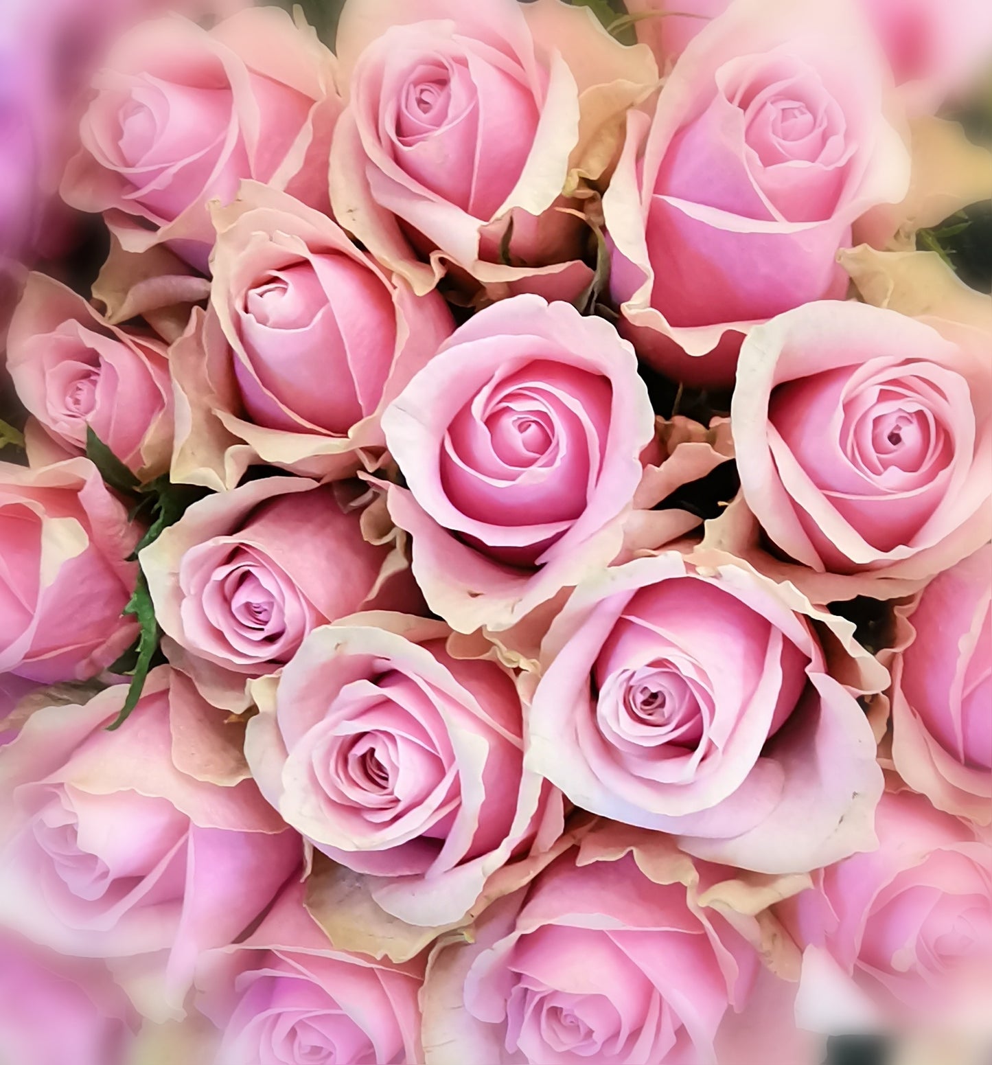 Classic Pink/Lavender/Lilac Coloured Rose Bunch