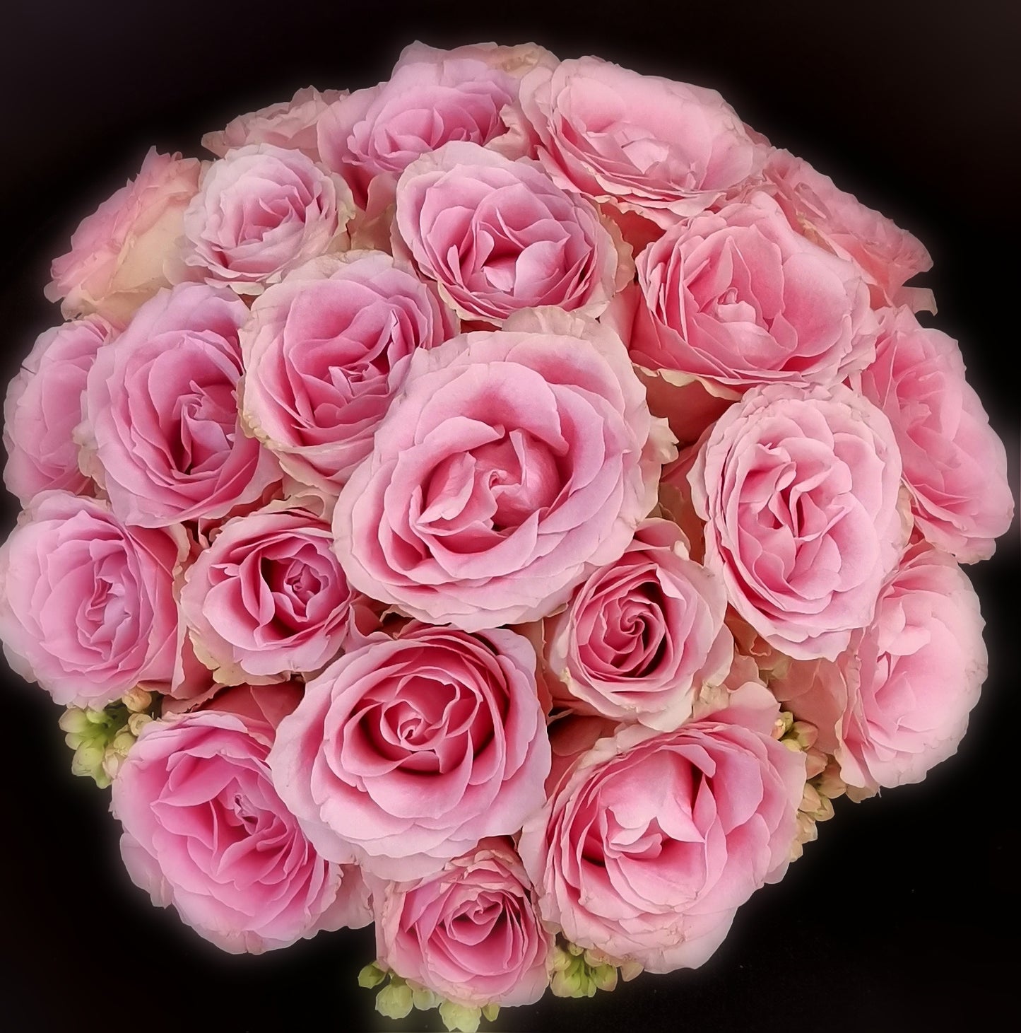 Pink/Lavender/Lilac Coloured Classic Rose Bunch