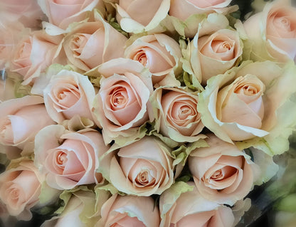Classic Peach/Apricot/Coral Coloured Rose Bunch