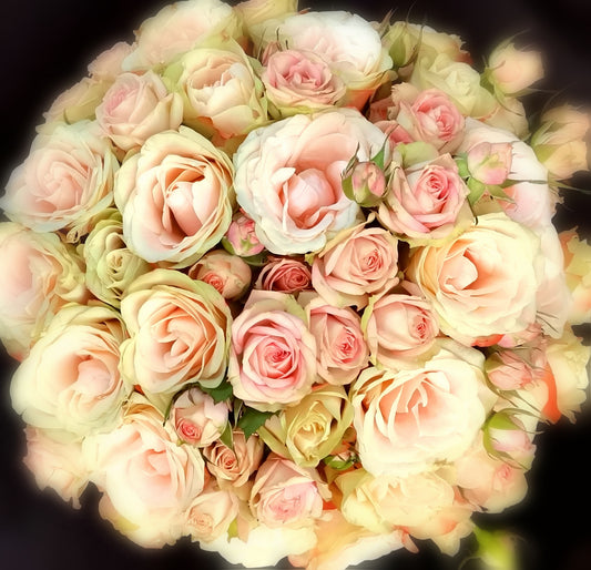 Peach/Apricot/Coral Coloured Classic Rose Bunch